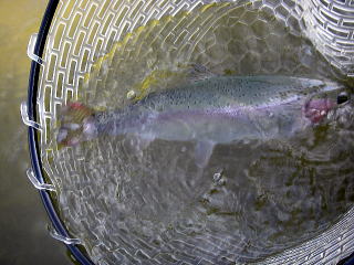 �����[�X���O���n�r����